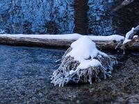 Schneebedecktes Gras und Ast am Seeufer